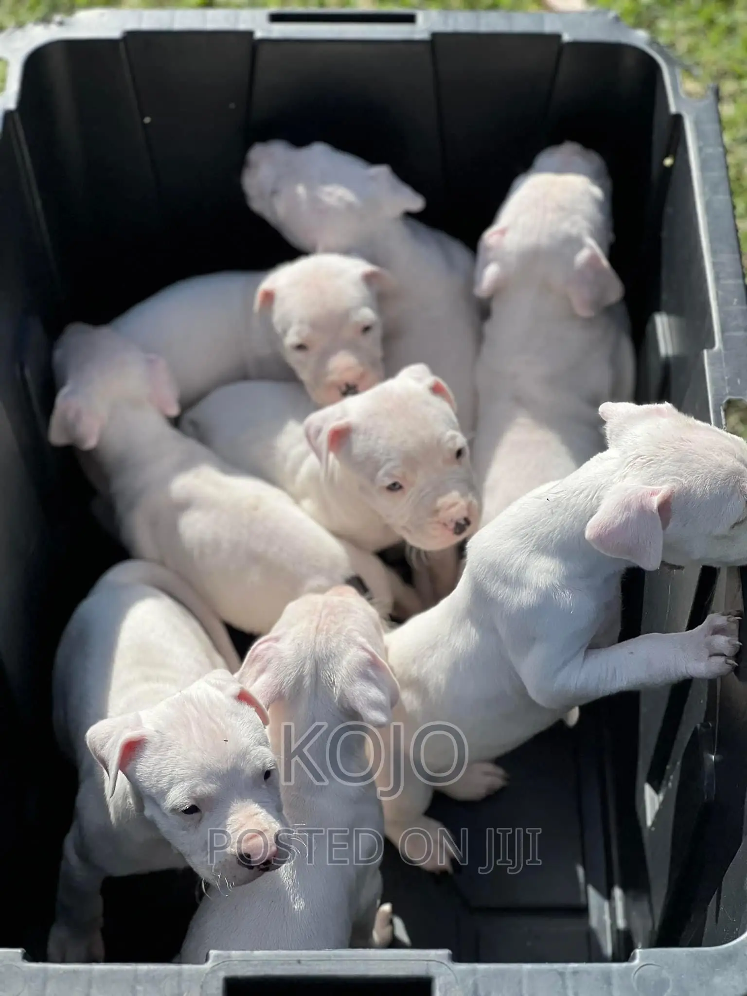 1-3 months Male Purebred Dogo Argentino