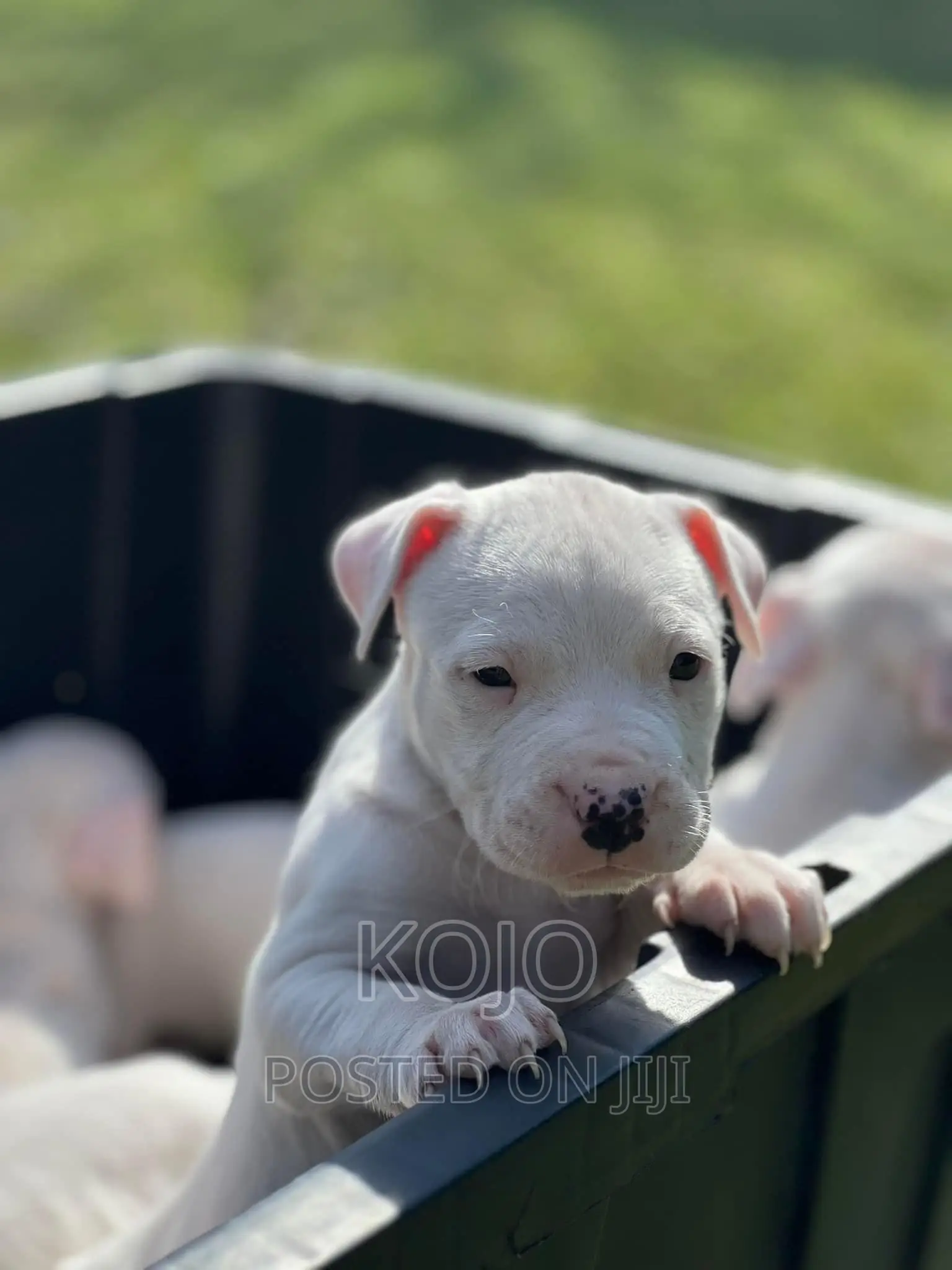1-3 months Male Purebred Dogo Argentino