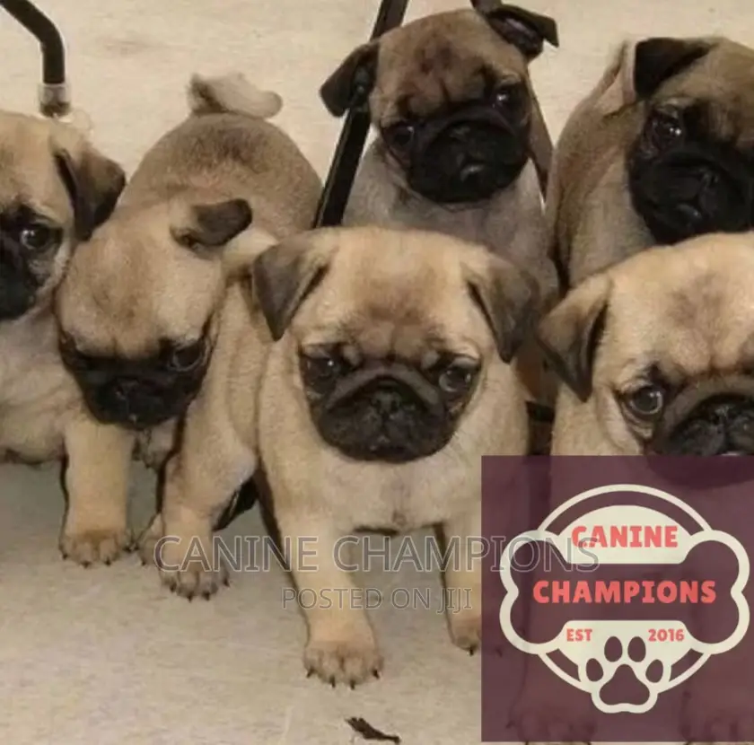 1-3 months Female Purebred Pug
