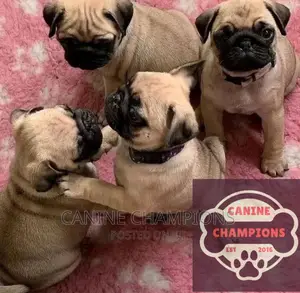 1-3 months Female Purebred Pug