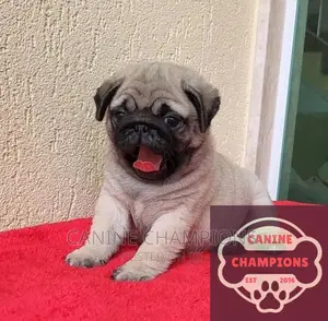 1-3 months Female Purebred Pug