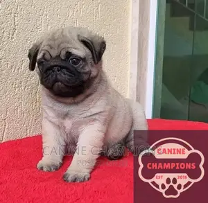 1-3 months Female Purebred Pug