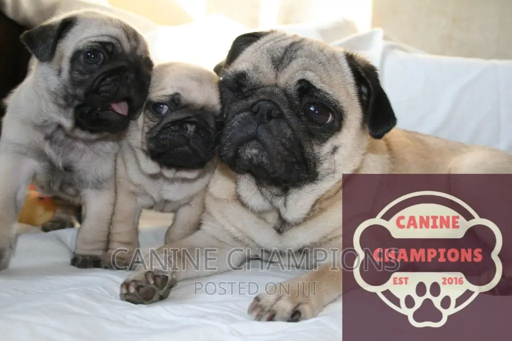 1-3 months Female Purebred Pug