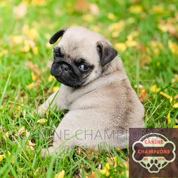 1-3 months Female Purebred Pug