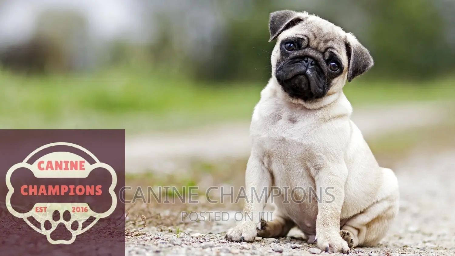 1-3 months Female Purebred Pug