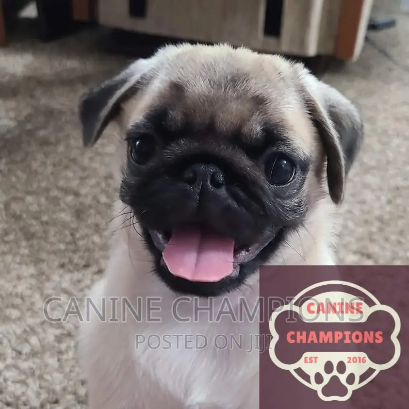 1-3 months Female Purebred Pug