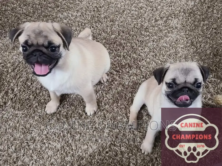 1-3 months Female Purebred Pug