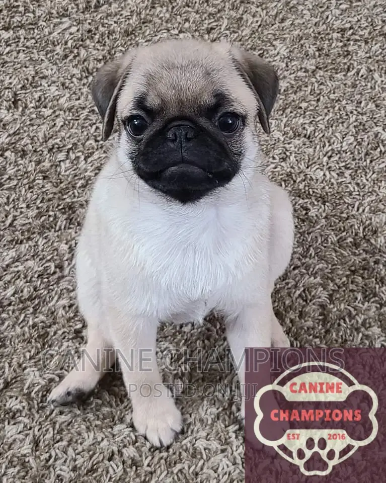 1-3 months Female Purebred Pug