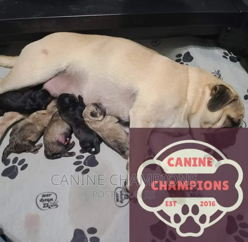 1-3 months Female Purebred Pug