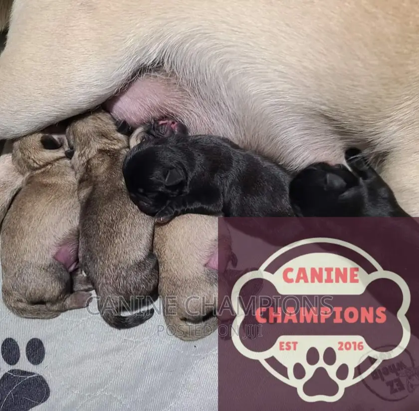 1-3 months Female Purebred Pug