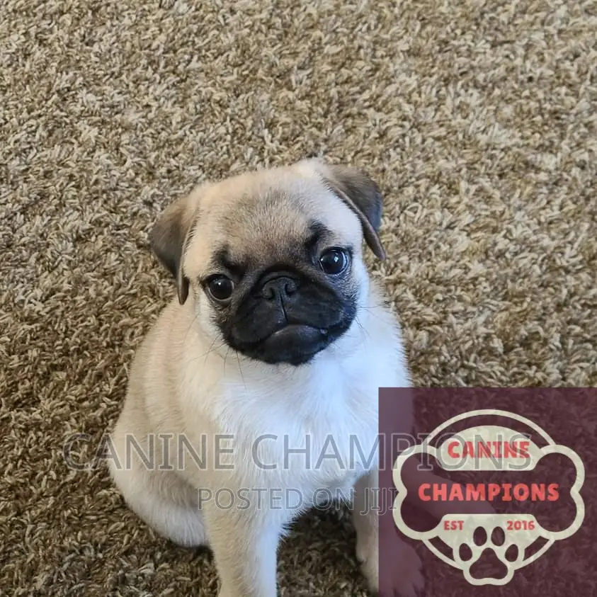 1-3 months Female Purebred Pug