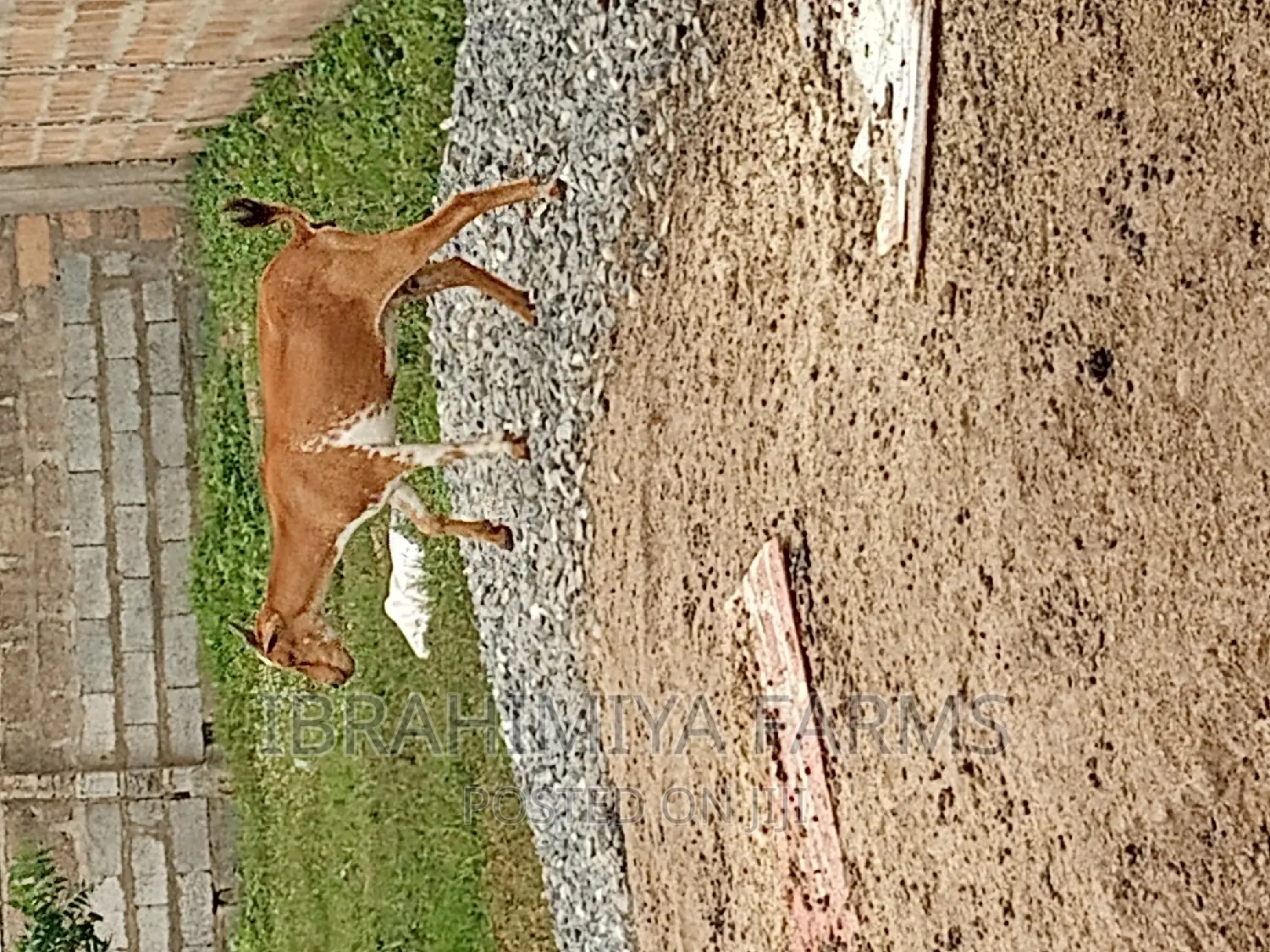 Sheeps and Goat Available