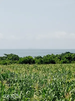 10,000 Acres of Farm Land for Sale or Lease