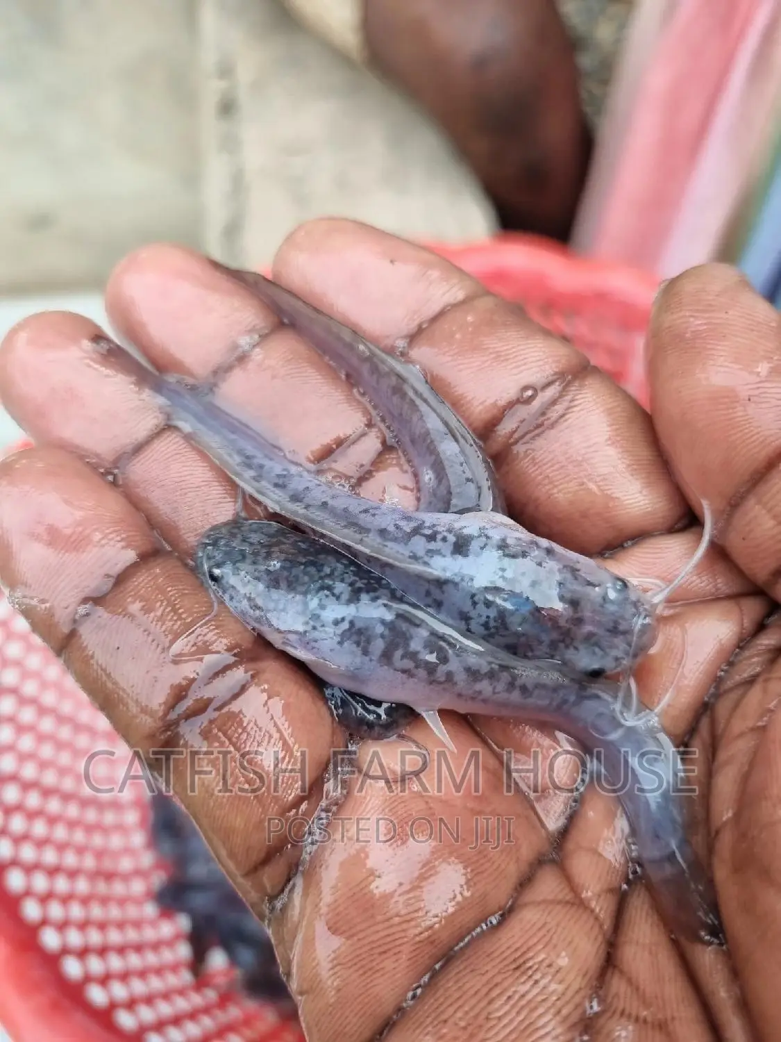 Fast Growing Catfish Hybrid Juviniles And Fingerlings
