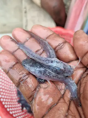 Fast Growing Catfish Hybrid Juviniles And Fingerlings