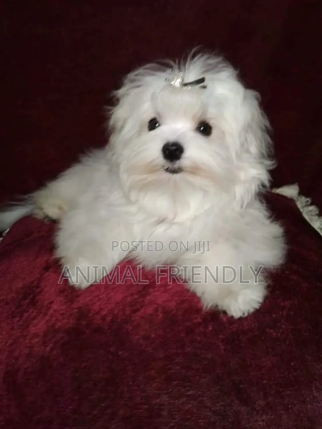 1-3 months Male Purebred Maltese