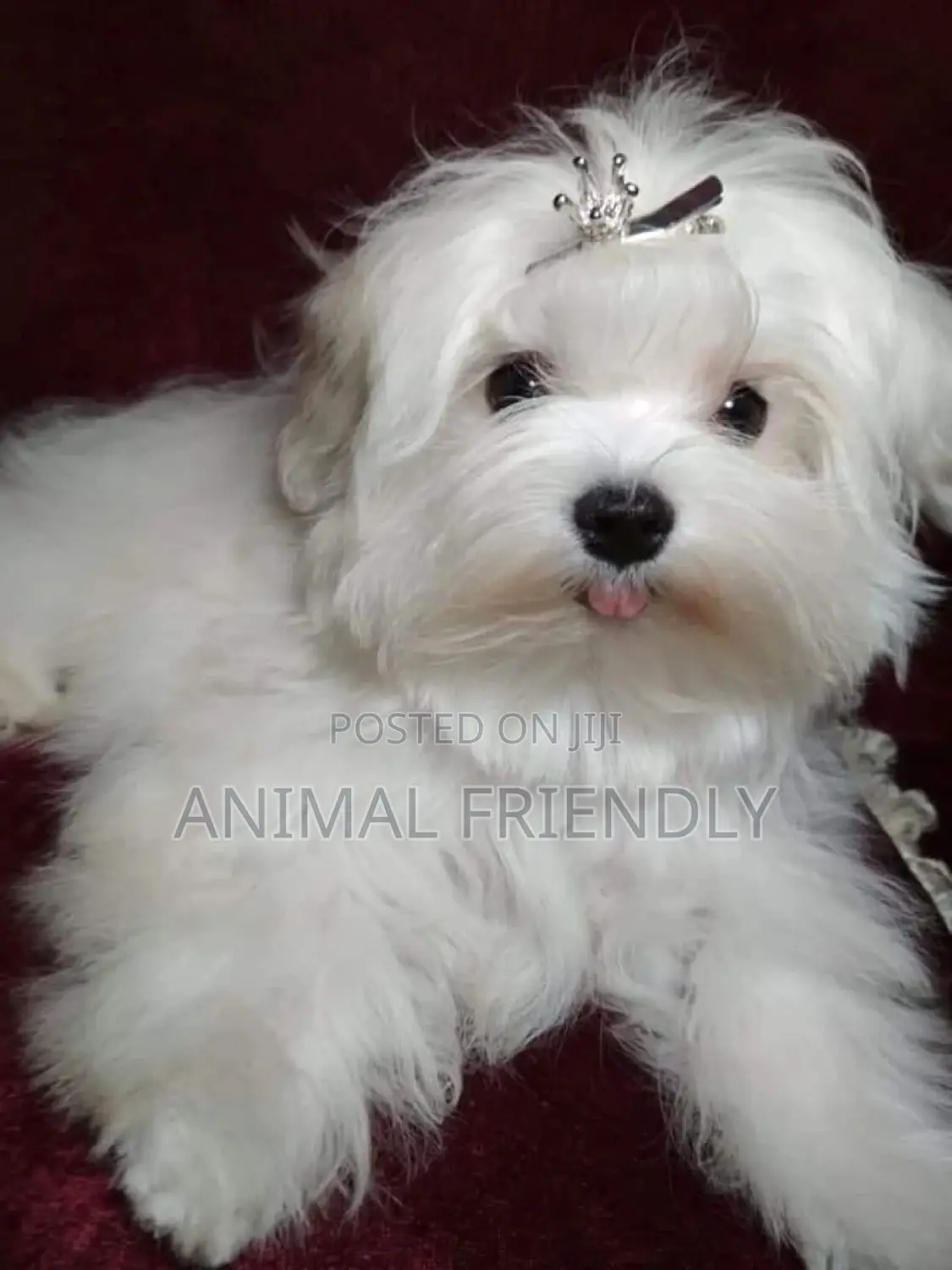 1-3 months Male Mixed Breed Maltese