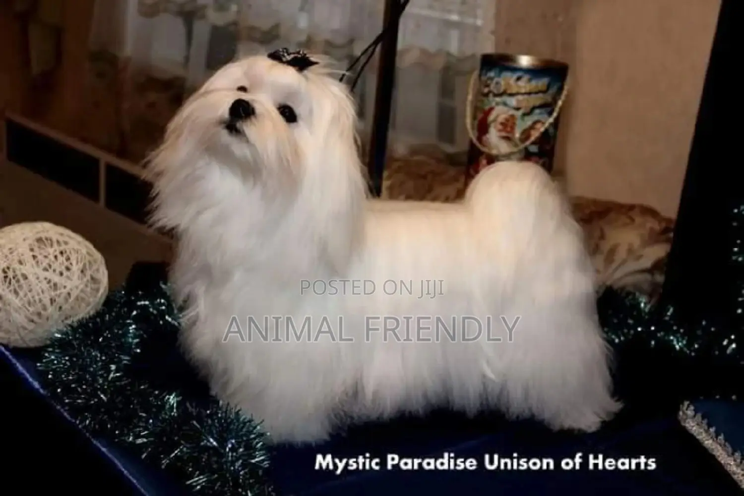 1-3 months Male Purebred Maltese