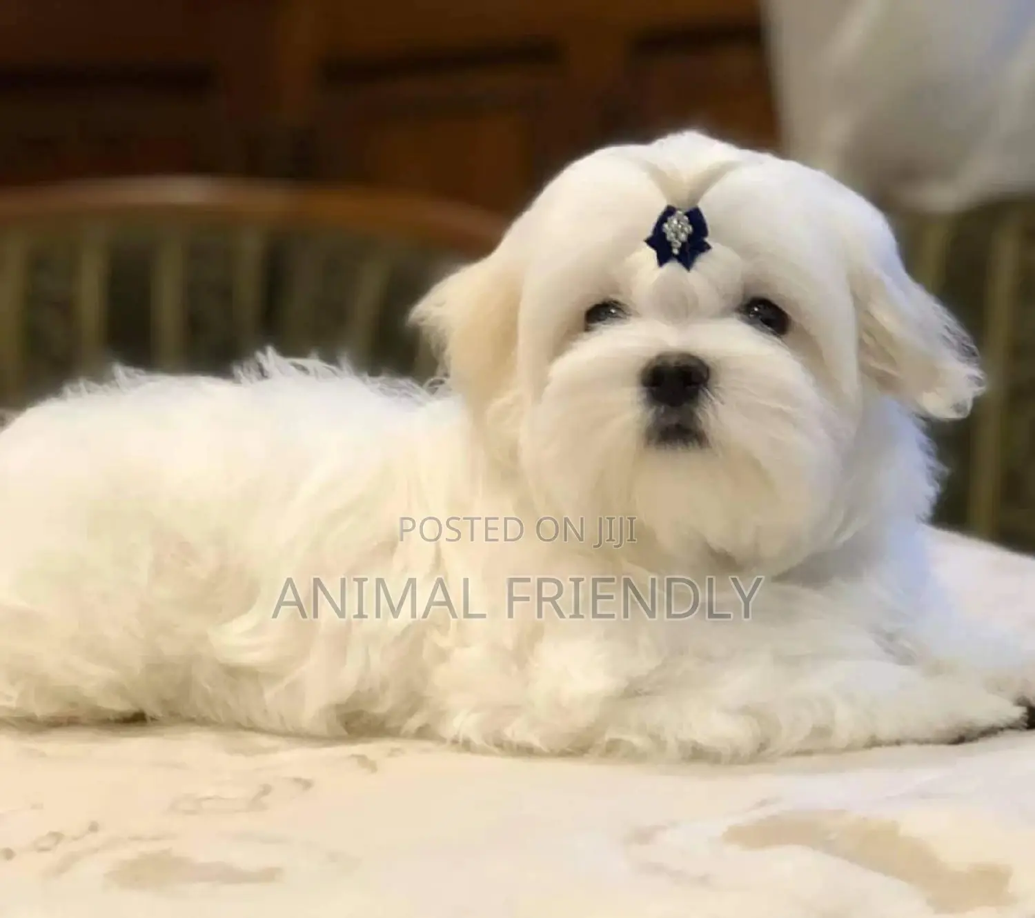 1-3 months Female Purebred Maltese
