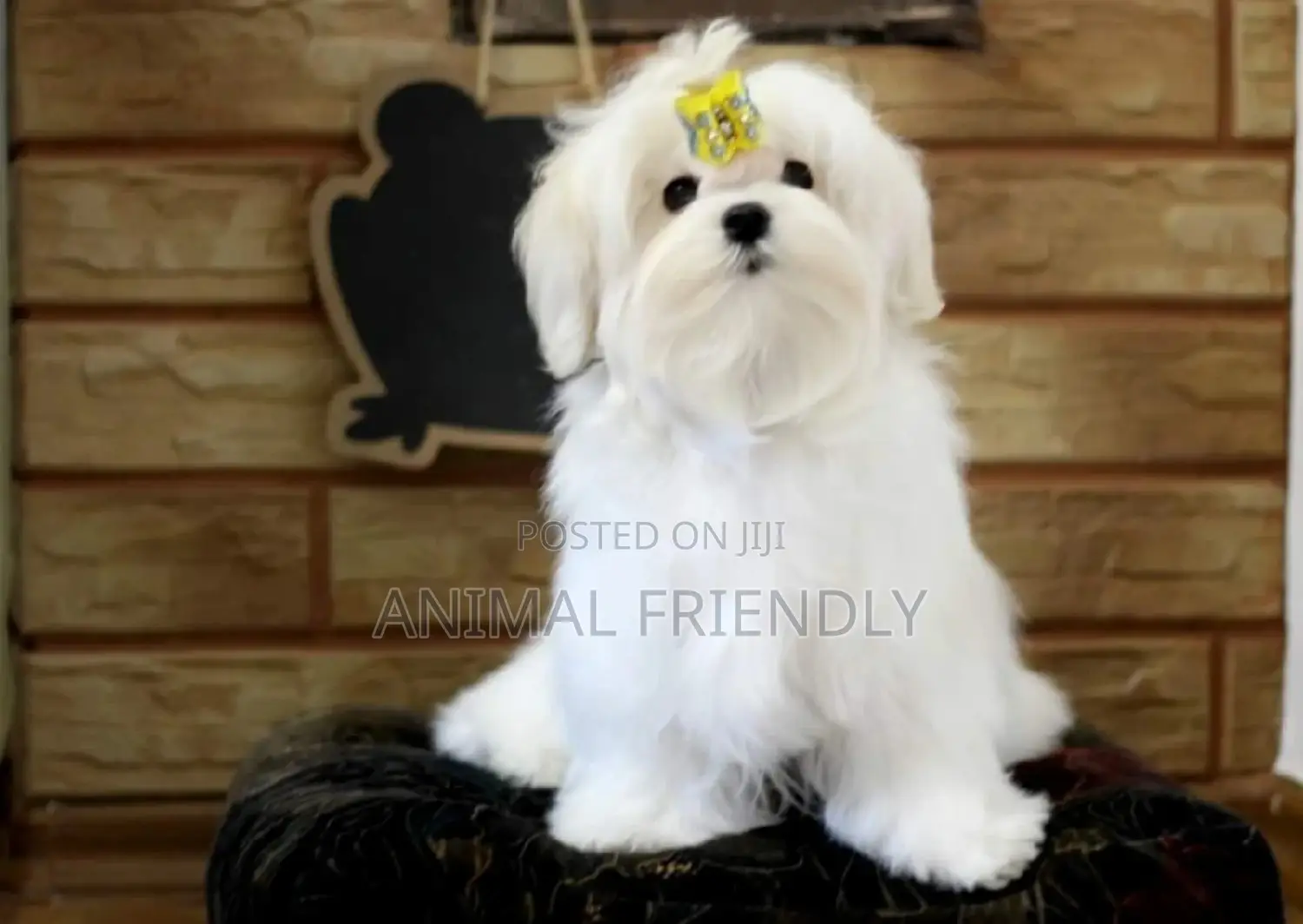 1-3 months Male Purebred Maltese