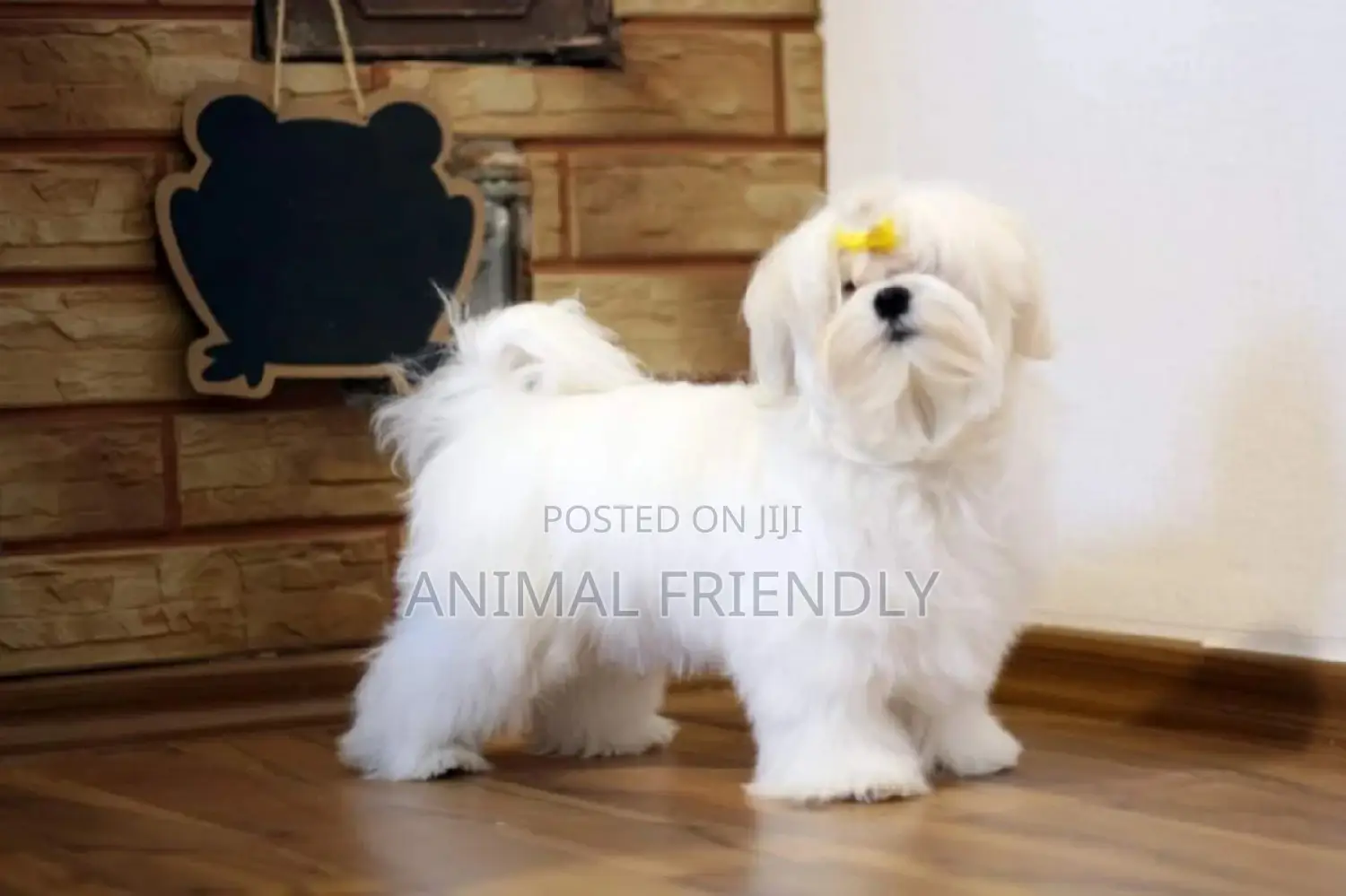 1-3 months Male Purebred Maltese