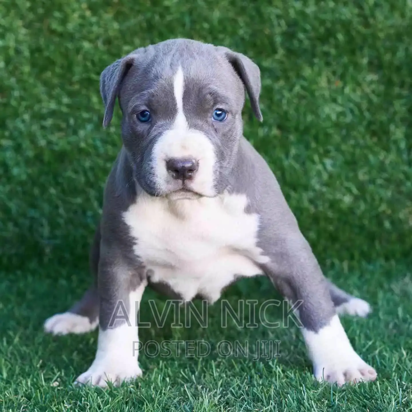 1-3 months Male Purebred American Pit Bull Terrier