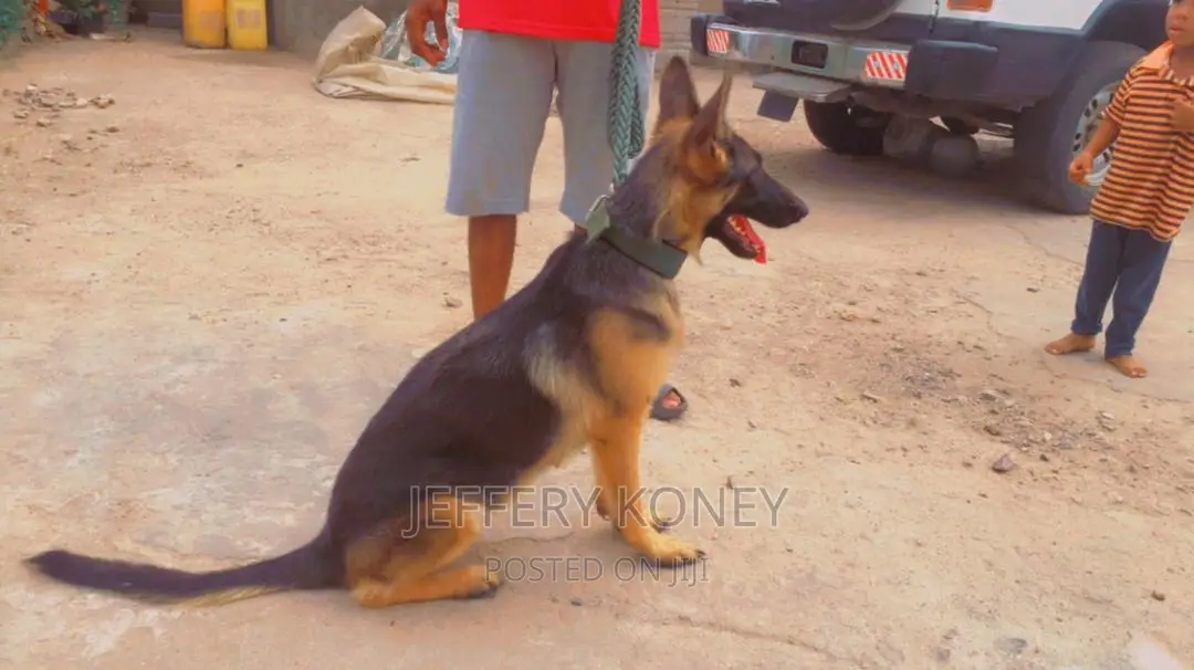 6-12 months Female Purebred German Shepherd