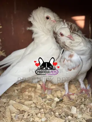 1 Pair of Jacobins Pigeons