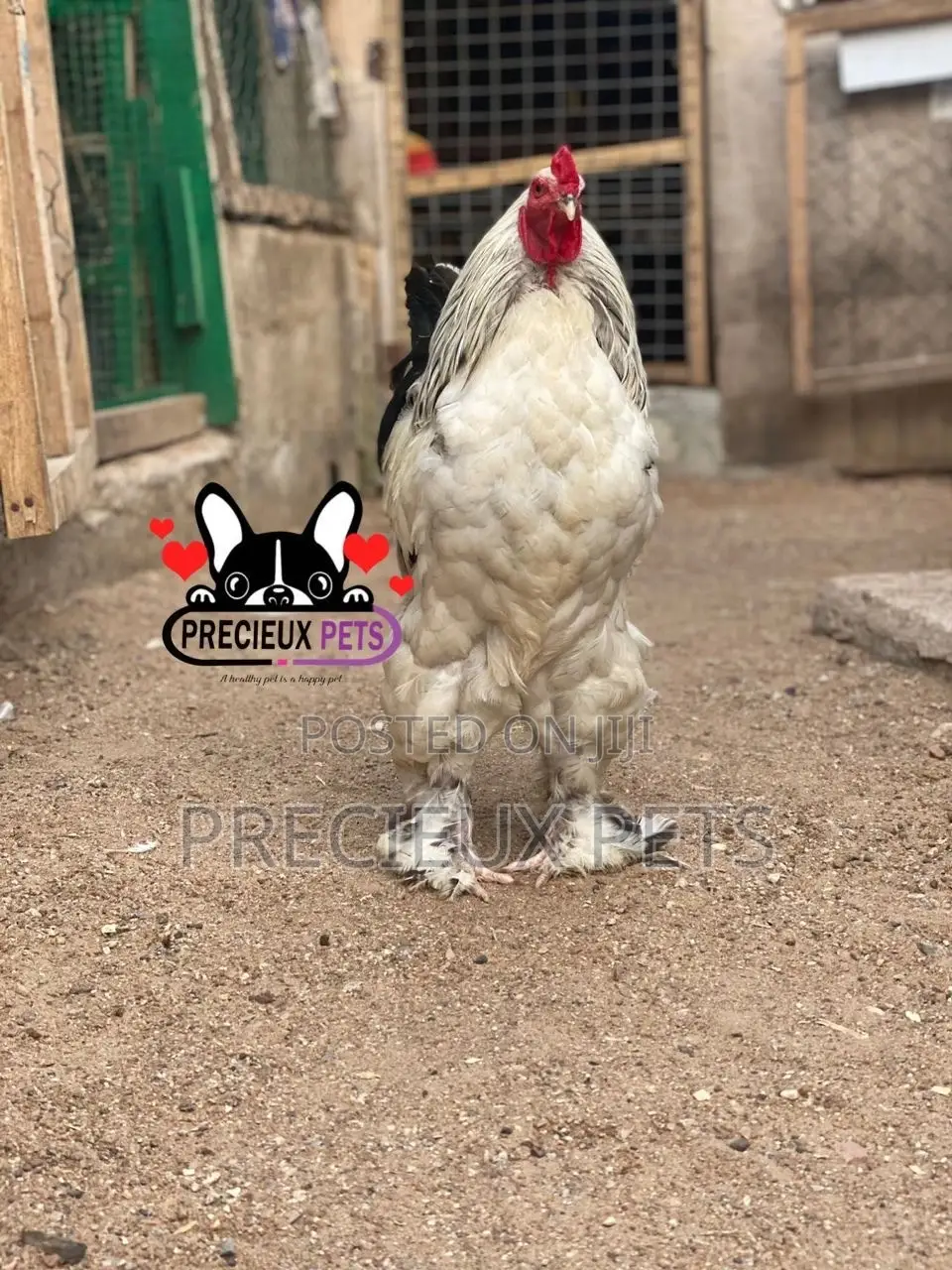 Young Male Brahmas Chicken