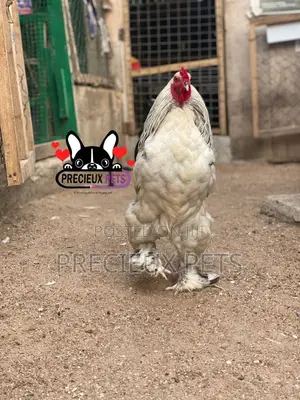 Young Male Brahmas Chicken