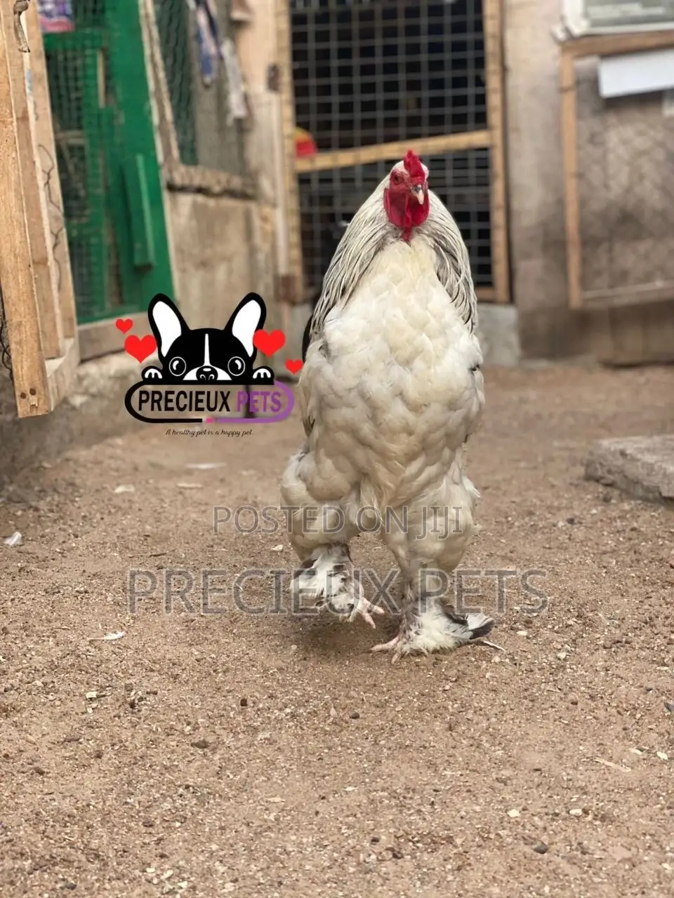 Young Male Brahmas Chicken