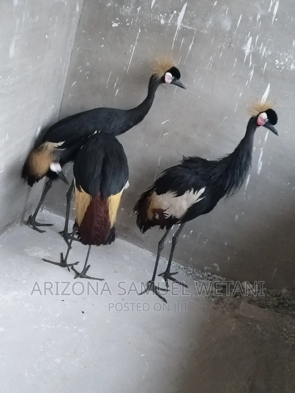 One Pair of Crowned Cranes