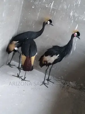 One Pair of Crowned Cranes