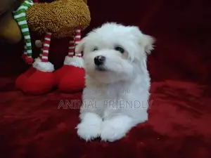 1-3 months Male Purebred Poodle