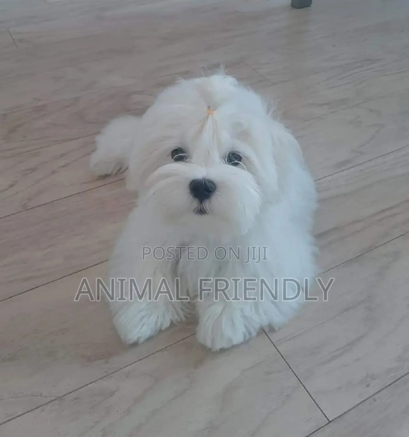 1-3 months Female Mixed Breed Maltese