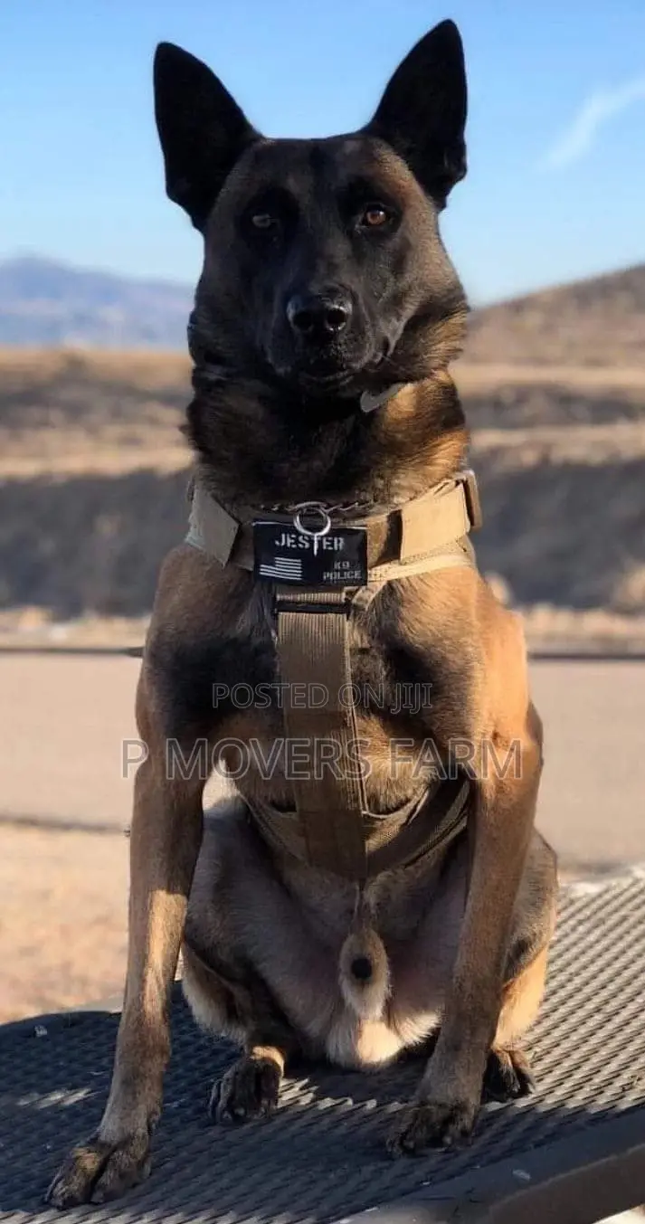 1-3 months Male Purebred Belgian Malinois
