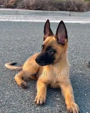 1-3 months Male Purebred Belgian Malinois