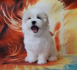 1-3 months Male Purebred Maltese