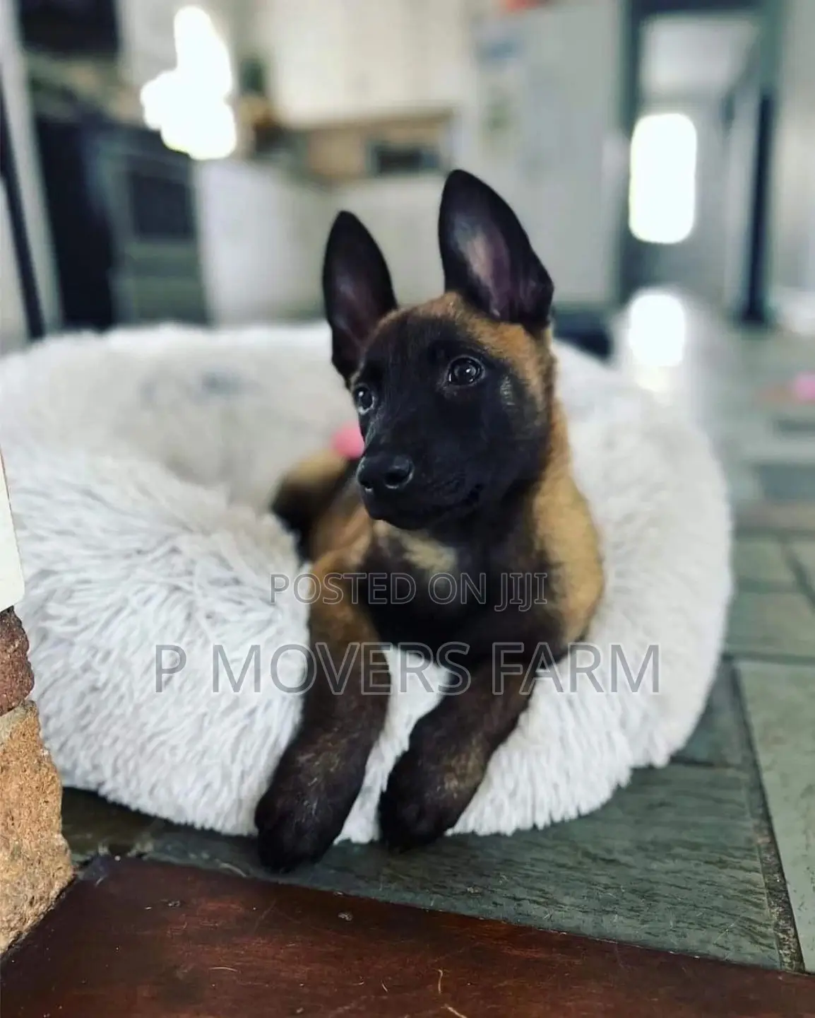 1-3 months Male Purebred Belgian Malinois