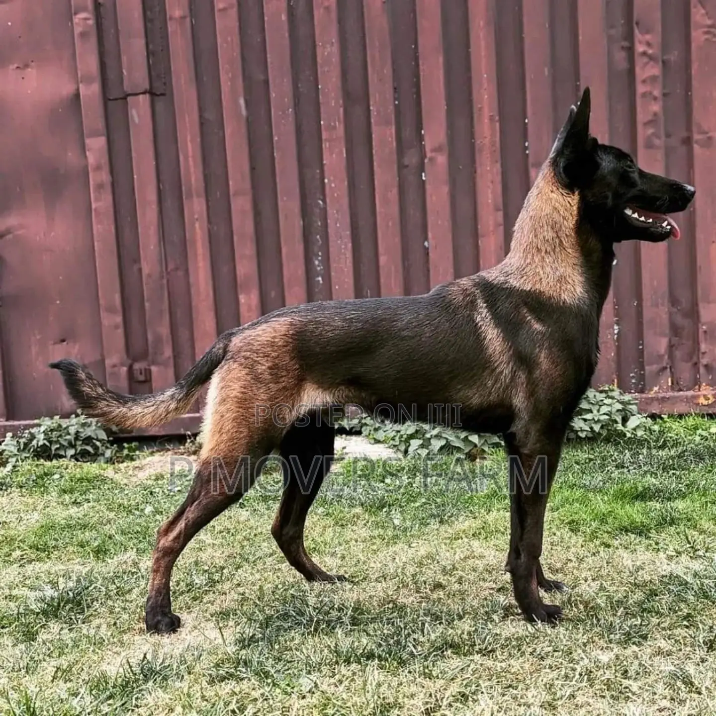 1-3 months Male Purebred Belgian Malinois