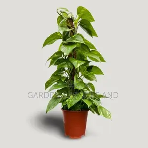 Ivy Plants for Sale Ghc70
