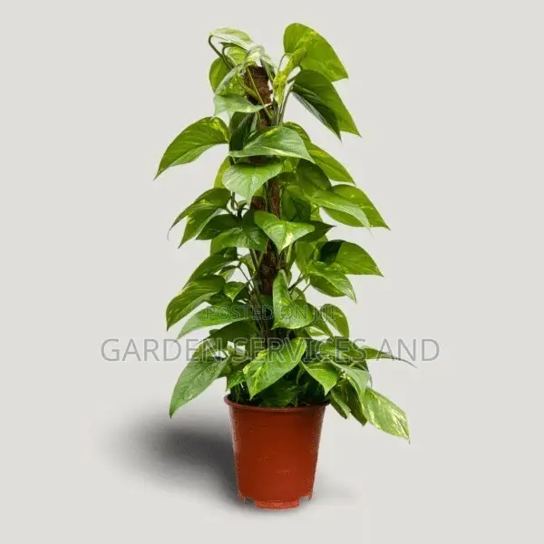 Ivy Plants for Sale Ghc70