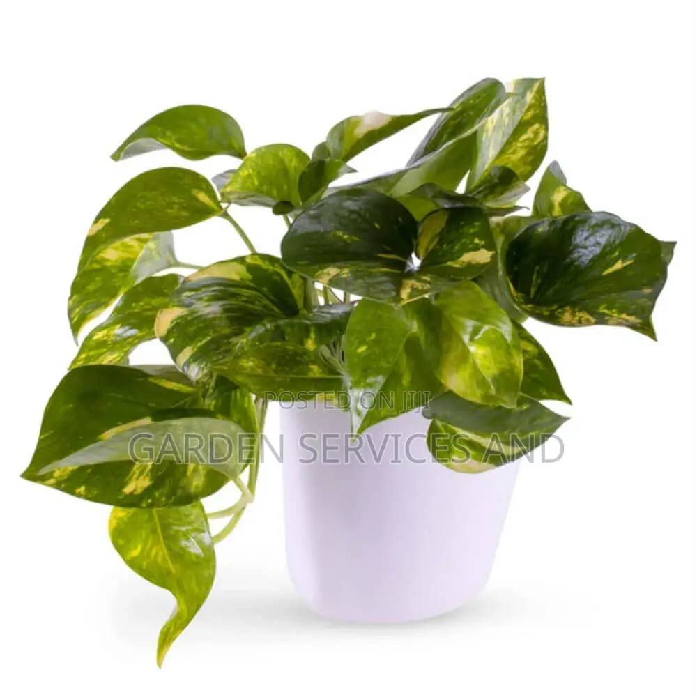 Ivy Plants for Sale Ghc70