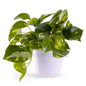 Ivy Plants for Sale Ghc70