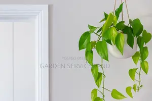 Ivy Plants for Sale Ghc70