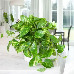 Ivy Plants for Sale Ghc70