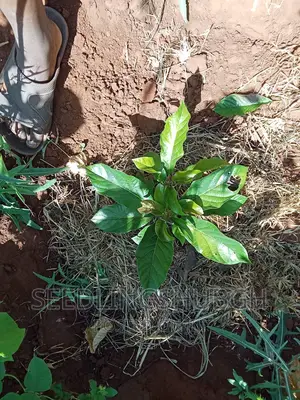 Dragon Fruit Seedlings