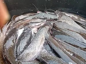 Catfish Growout Ready for the Market