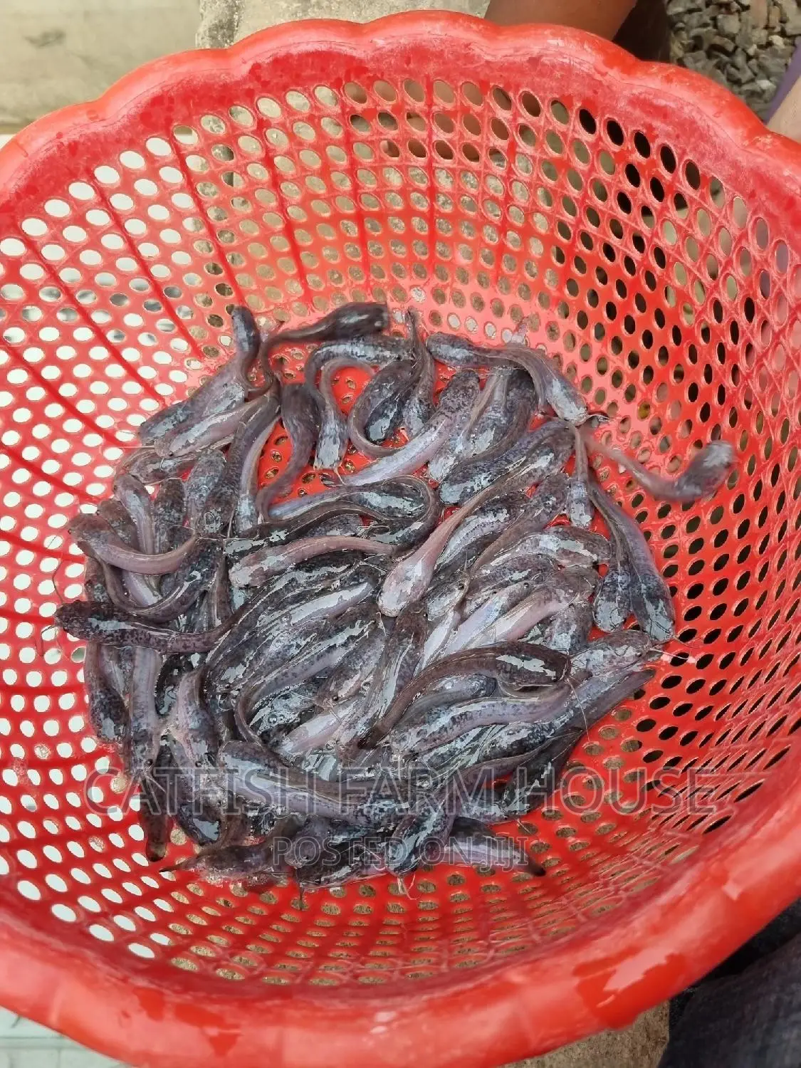 Catfish Fingerlings And Juvinilles