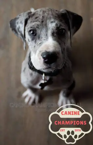 1-3 months Female Purebred Great Dane
